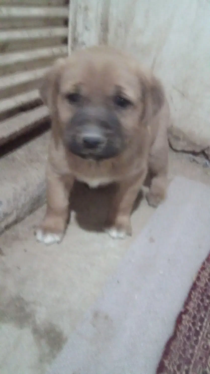 توله ی سرابی|سگ|کاشان, شهرک فرهنگیان|دیوار