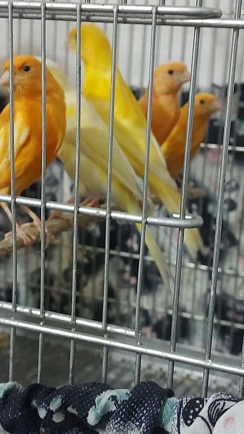 ۲۶ ..عدد ..قناری|پرنده|بروجرد, |دیوار