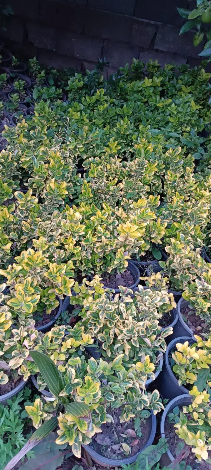 فروش پالم ویاس|گل و گیاه طبیعی|کلاچای, |دیوار