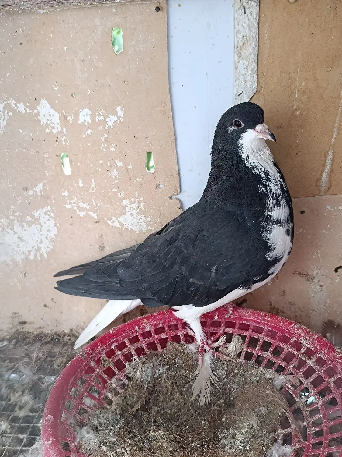 ماده خوشرنگ|پرنده|کوه چنار, |دیوار