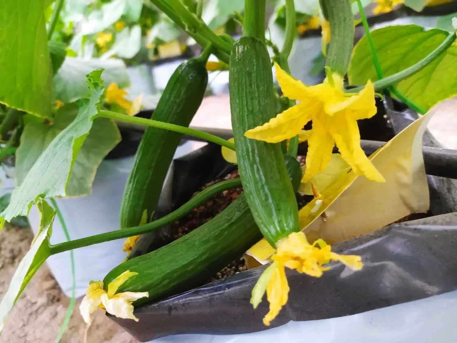 خیار تازه گلخانه مشهد|خوردنی و آشامیدنی|مشهد, ویلاشهر|دیوار