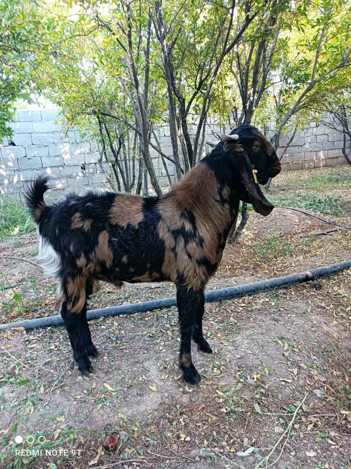 نر بز چهل گل|حیوانات مزرعه|شهرضا, |دیوار