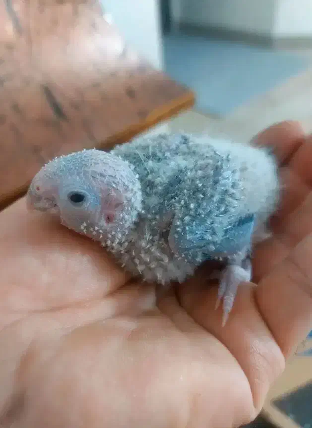 فروش جوجه ملنگو، گرینچیک و جفت شاهطوطی مولد|پرنده|رفسنجان, |دیوار