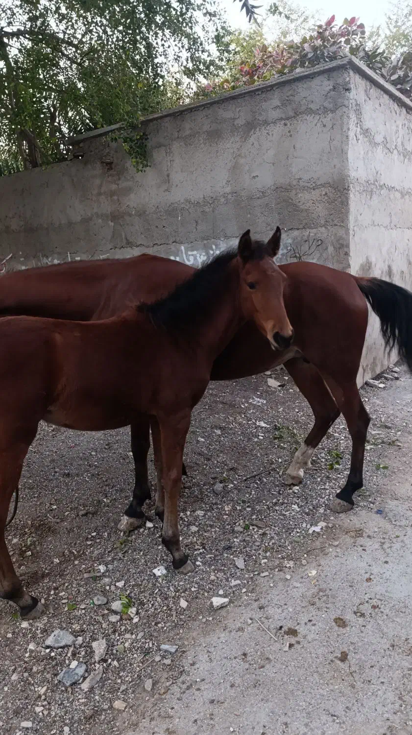 مادیون کره|اسب و تجهیزات اسب‌سواری|بندرعباس, |دیوار