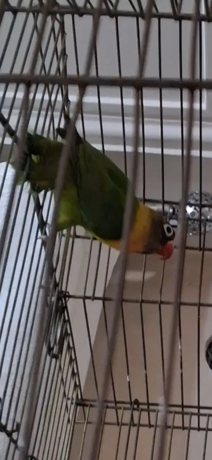 طوطی کوتوله یقه زرد ماده|پرنده|شیراز, هفت تنان|دیوار