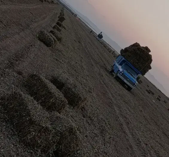 پرس بادام زمینی|لوازم جانبی حیوانات|فامنین, |دیوار