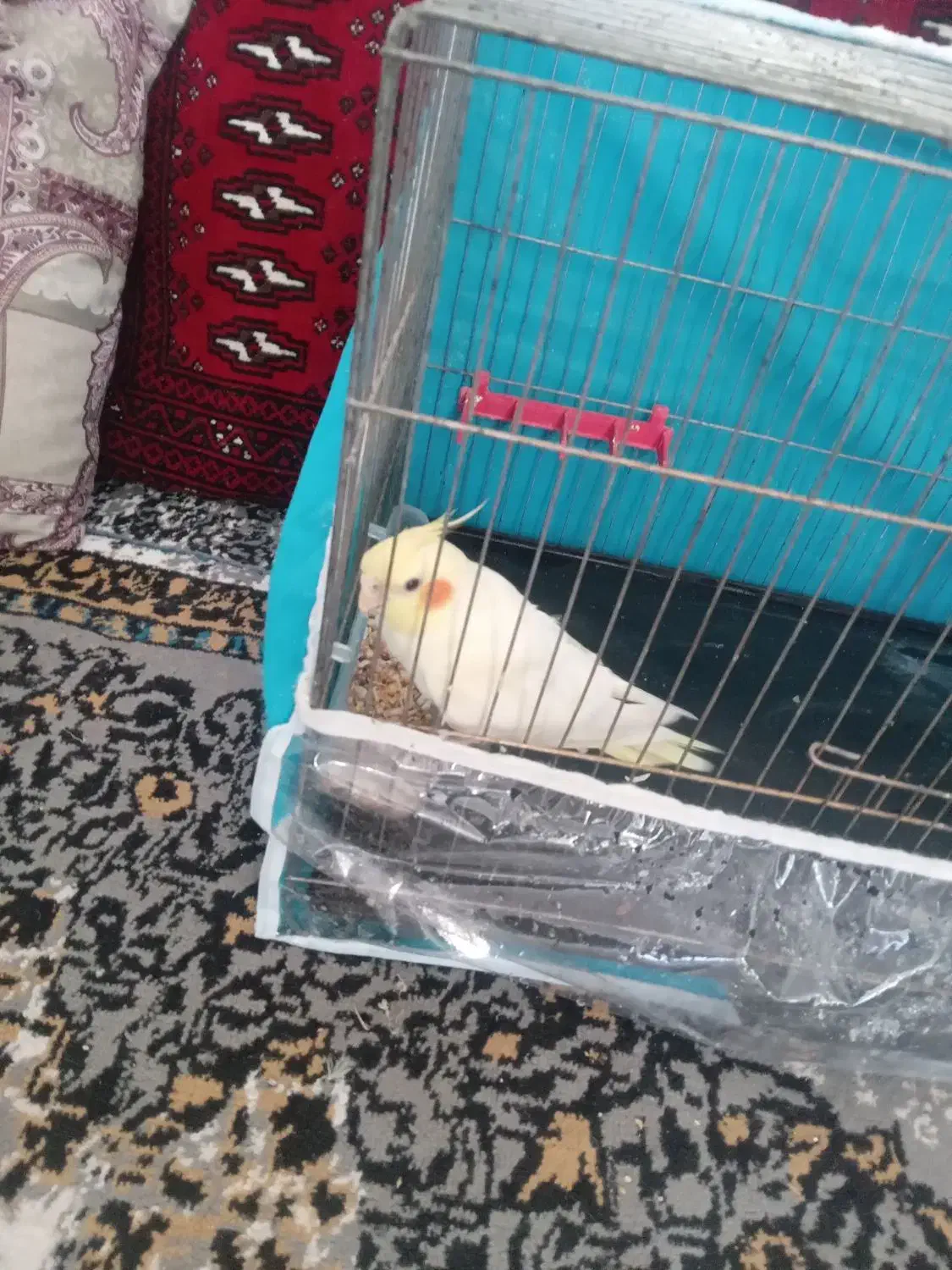 عروس هلندی گمشده|حیوانات|سبزوار, قصبه غربی|دیوار