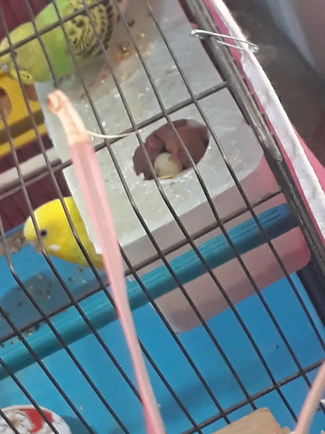 مرغ عشق|پرنده|محمدیه-قزوین, |دیوار