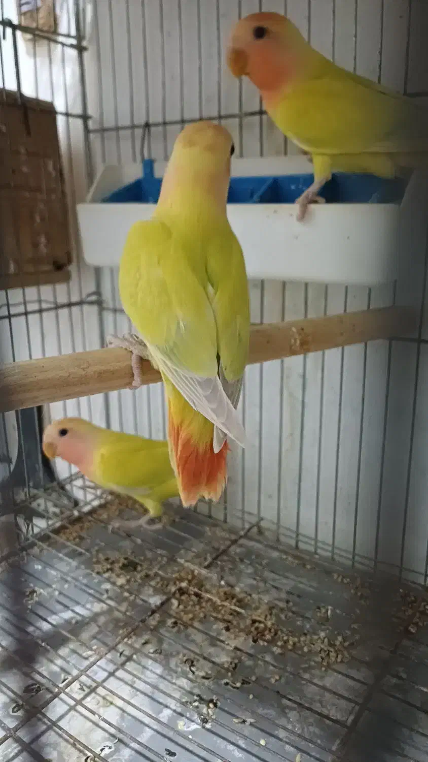 جوجه برزیلی دونخور اوپال سر نارنجی|پرنده|رشت, یخسازی|دیوار