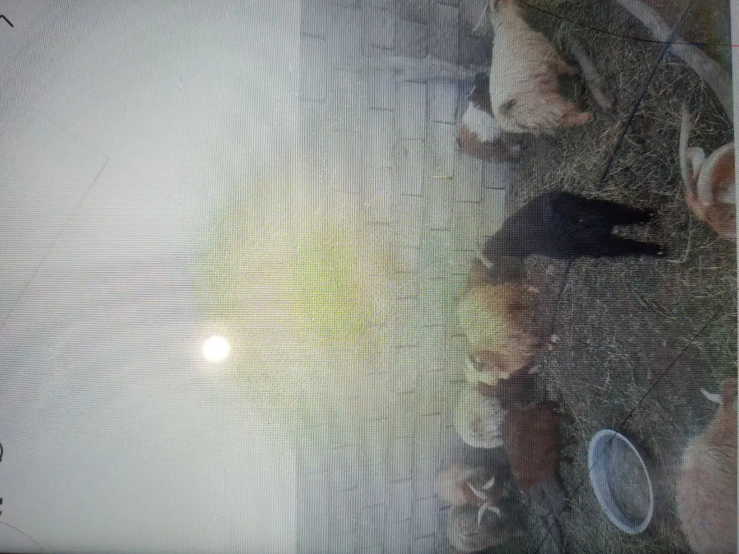 کره نر|حیوانات مزرعه|نرماشیر, |دیوار