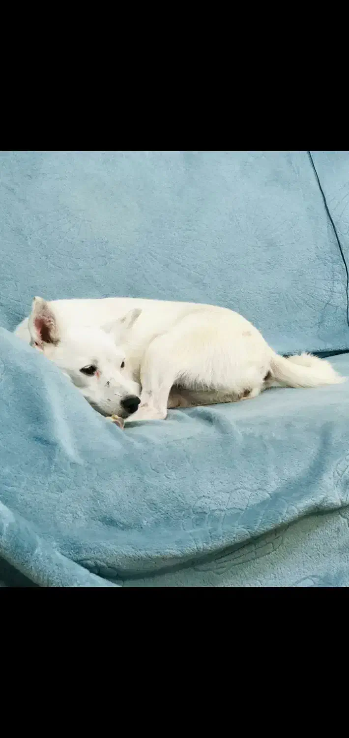 سگ گمشده خیابان جمهوری  و دانش و گلها و فرهنگ|حیوانات|زاهدان, |دیوار