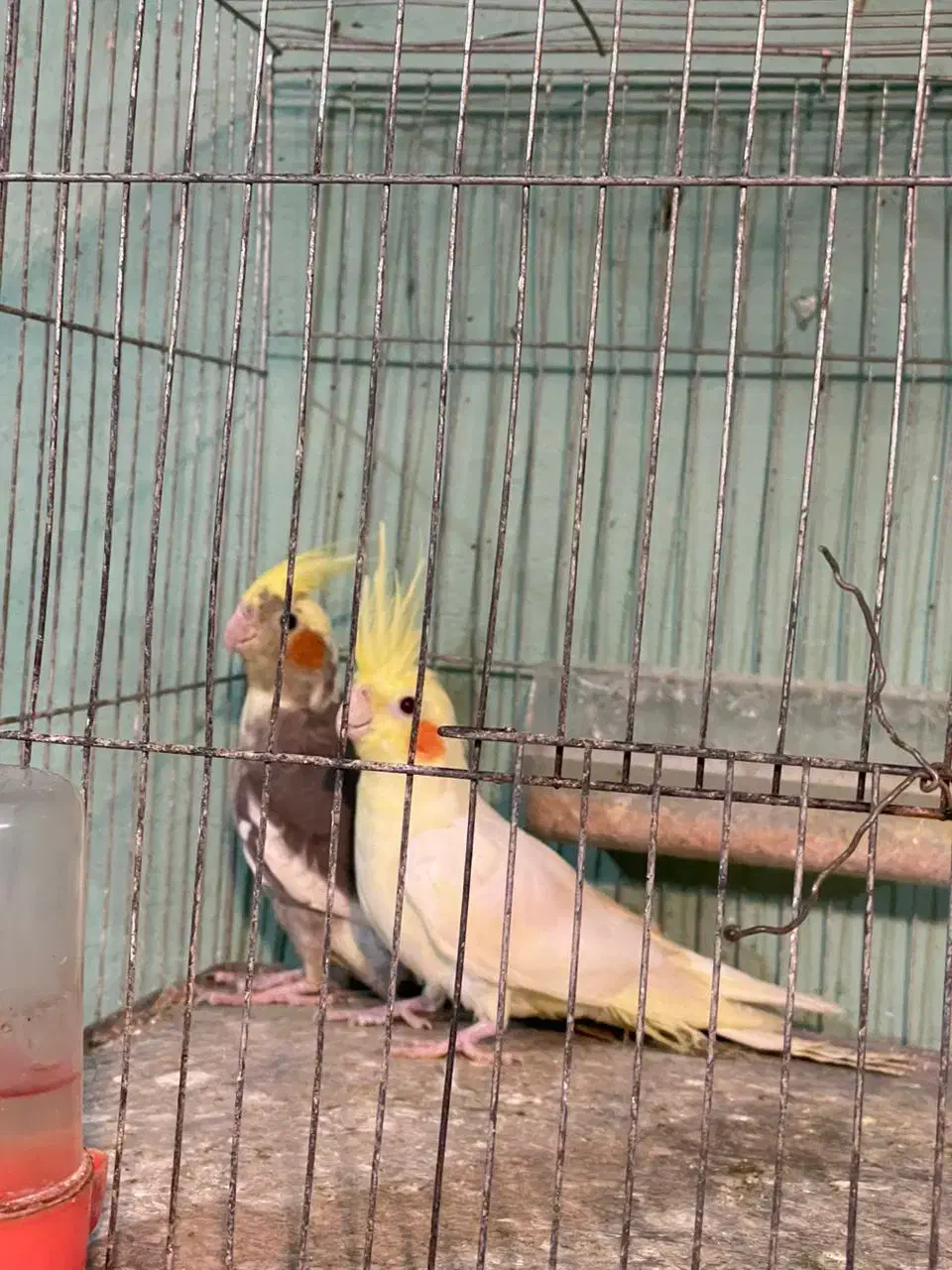 عروس هلندی نره و ماده|پرنده|ماسال, |دیوار