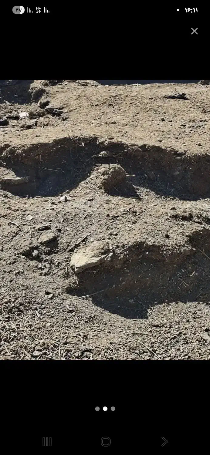 حراج کود دامی گوسفند حراجی  ی باردبنز تک ۳۵۰۰|حراج|عطاملک, |دیوار