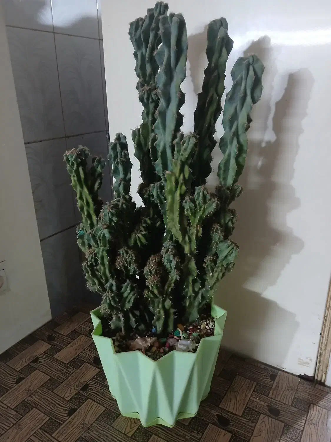 کاکتوس صخره ای|گل و گیاه طبیعی|بندر ترکمن, |دیوار