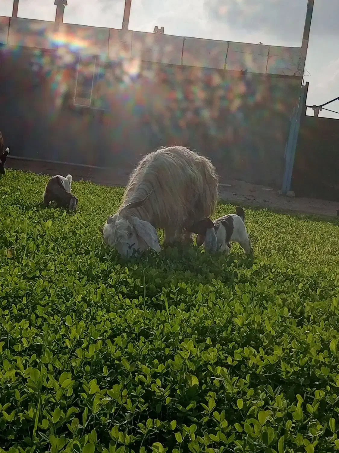 فروش دو عدد بز با چهار تا بزغاله نر نژاد دوقلو زا|حیوانات مزرعه|سرپل ذهاب, |دیوار