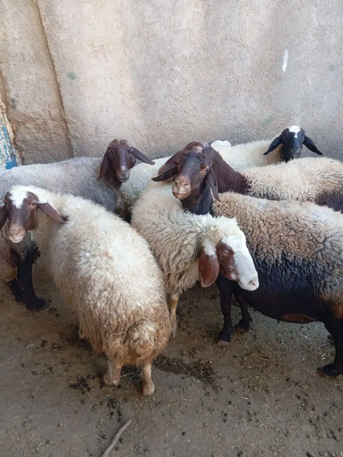 گوسفند و بره|حیوانات مزرعه|ثلاث باباجانی, |دیوار