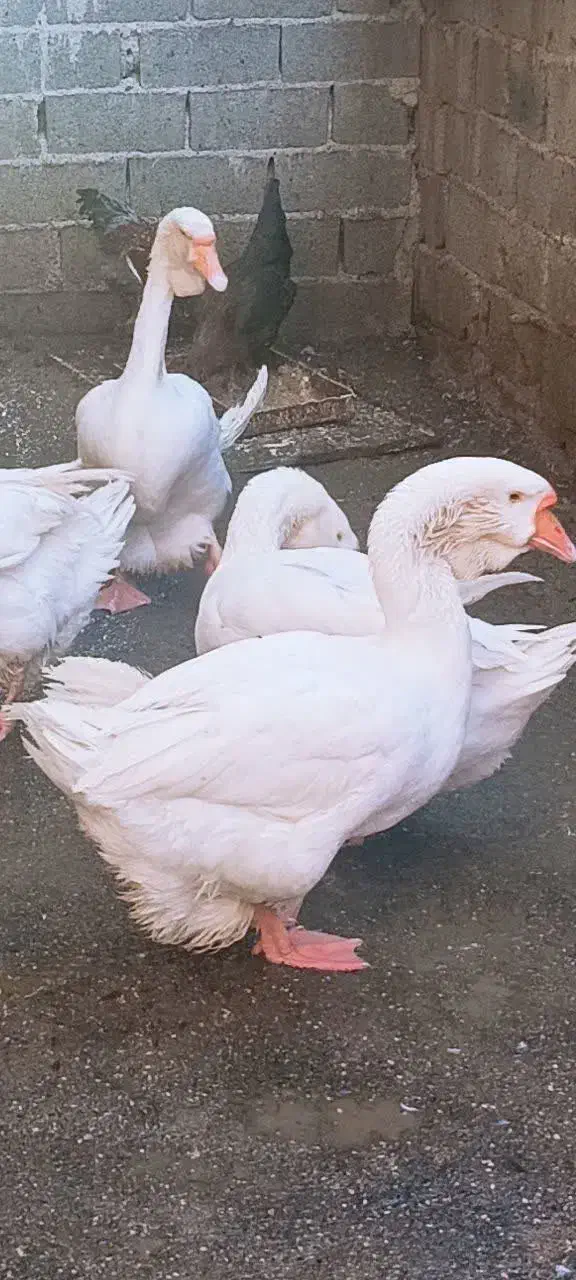 فروش غاز نرمیکس خالماگور لیندا|حیوانات مزرعه|سورک, |دیوار