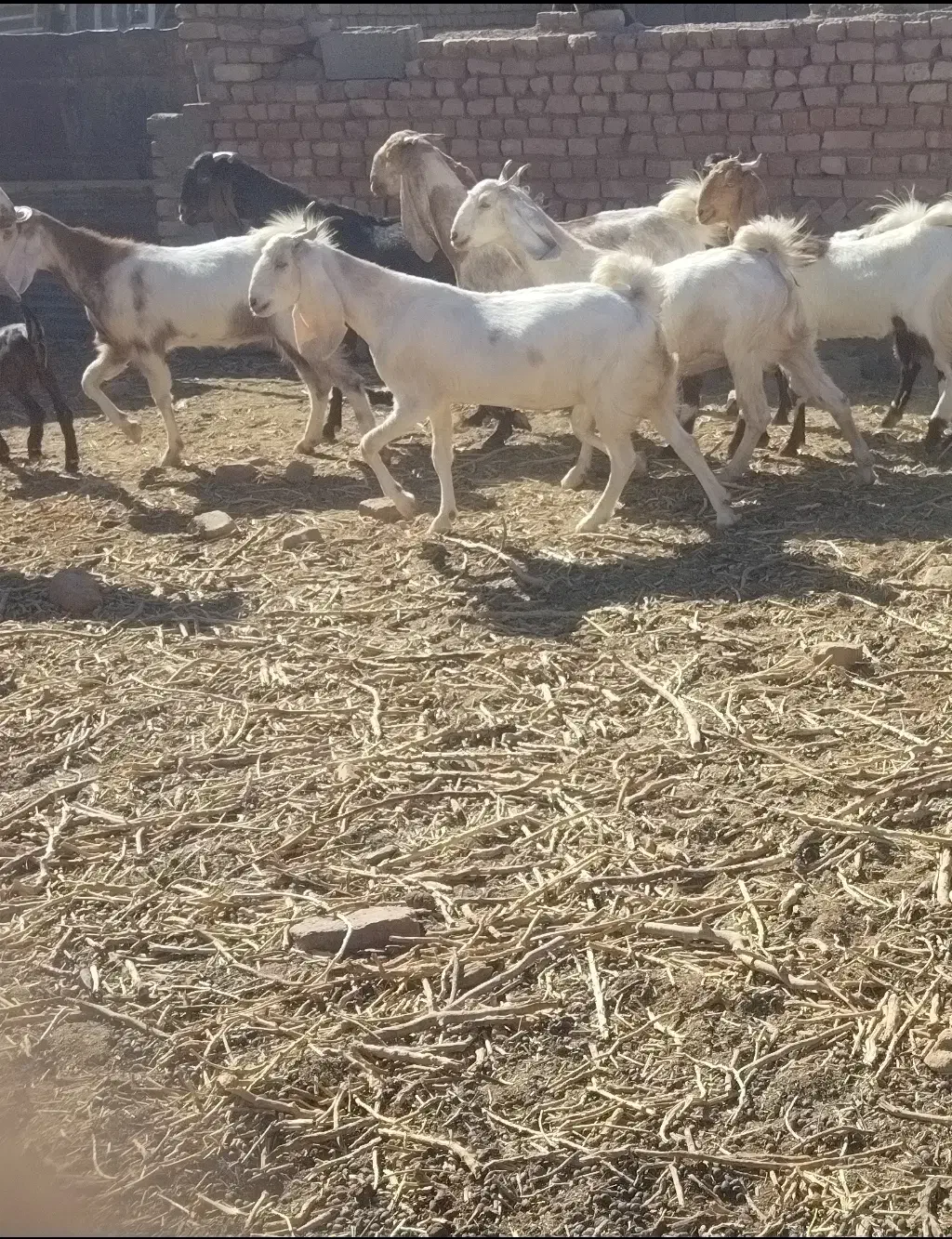 بز فروشی|حیوانات مزرعه|بردسکن, |دیوار