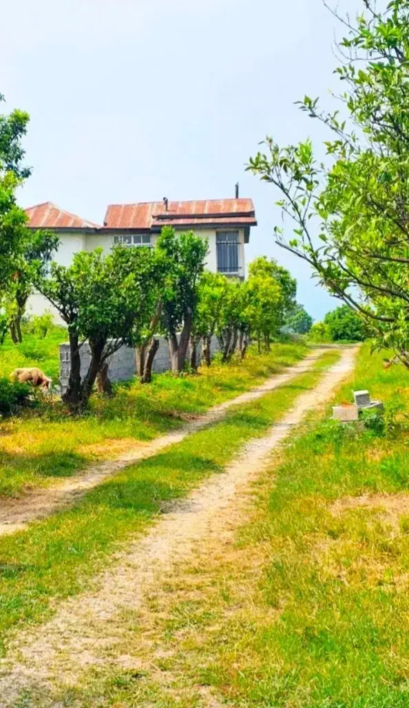 3تا پلاک بابنای قدیمی داخل شهرک سنددارتماس فوری|فروش زمین و ملک کلنگی|رویان, |دیوار