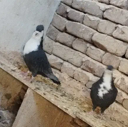 کرواتی کاکلی تمیز|پرنده|تربت‌حیدریه, قائم|دیوار