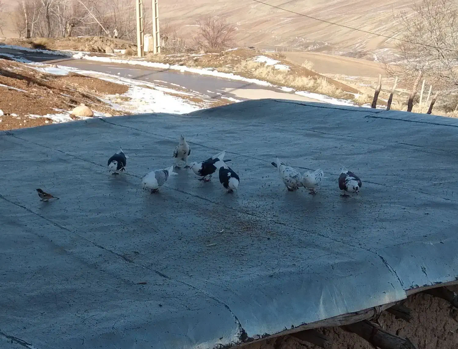 کبوتر|پرنده|فیروزآباد (لرستان), |دیوار