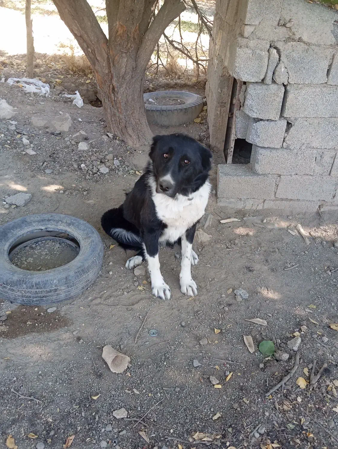 واگذاری سگ قهدریجان|سگ|سنندج, |دیوار