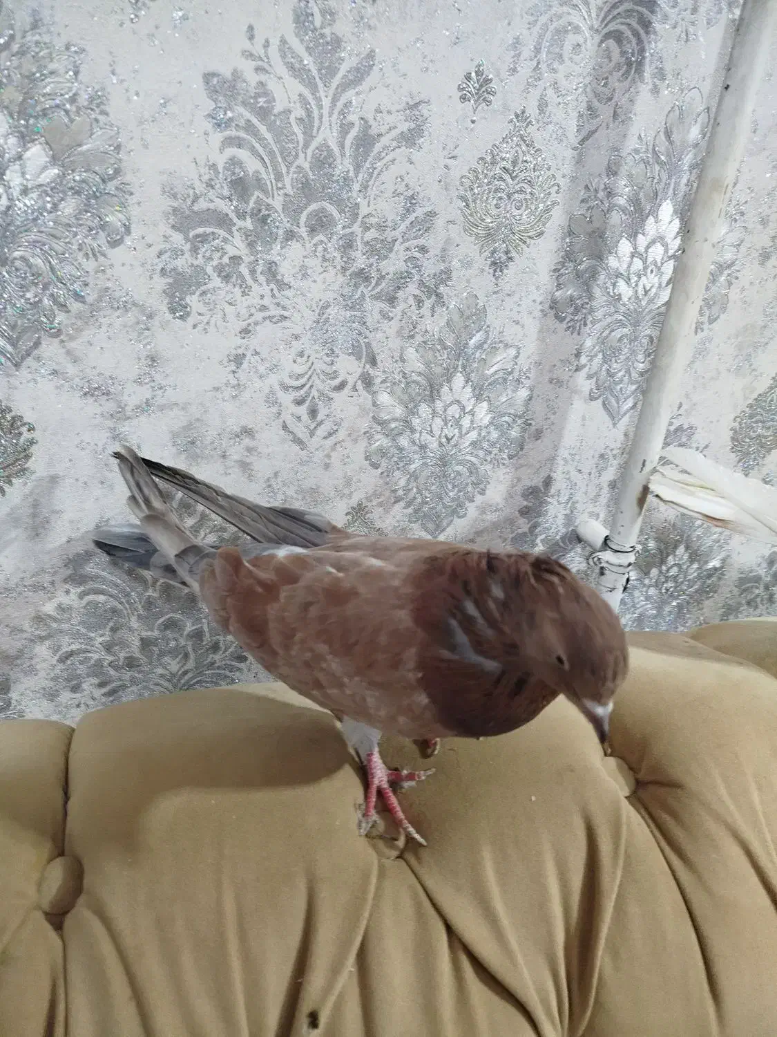 کبوتر ماده|پرنده|نوشین شهر, |دیوار