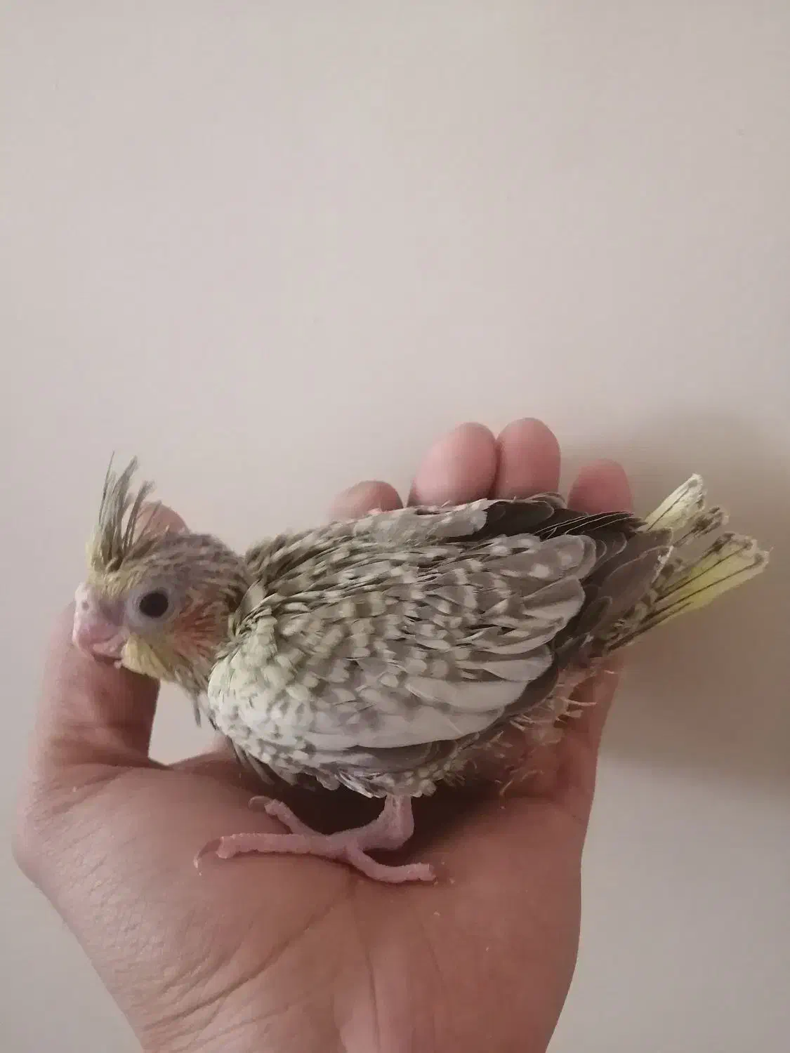 عروس هلندی|پرنده|تهران, والفجر (افسریه)|دیوار