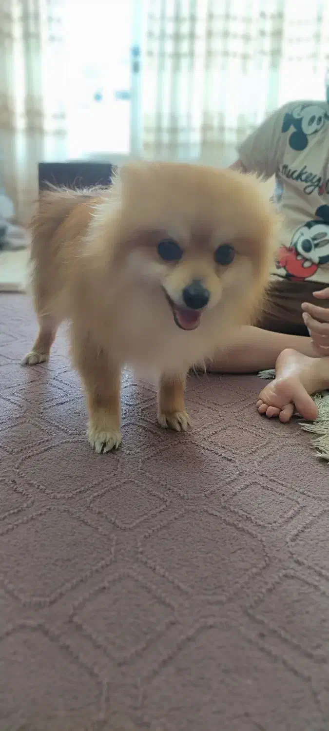 سگ پامر|سگ|مبارکه, |دیوار