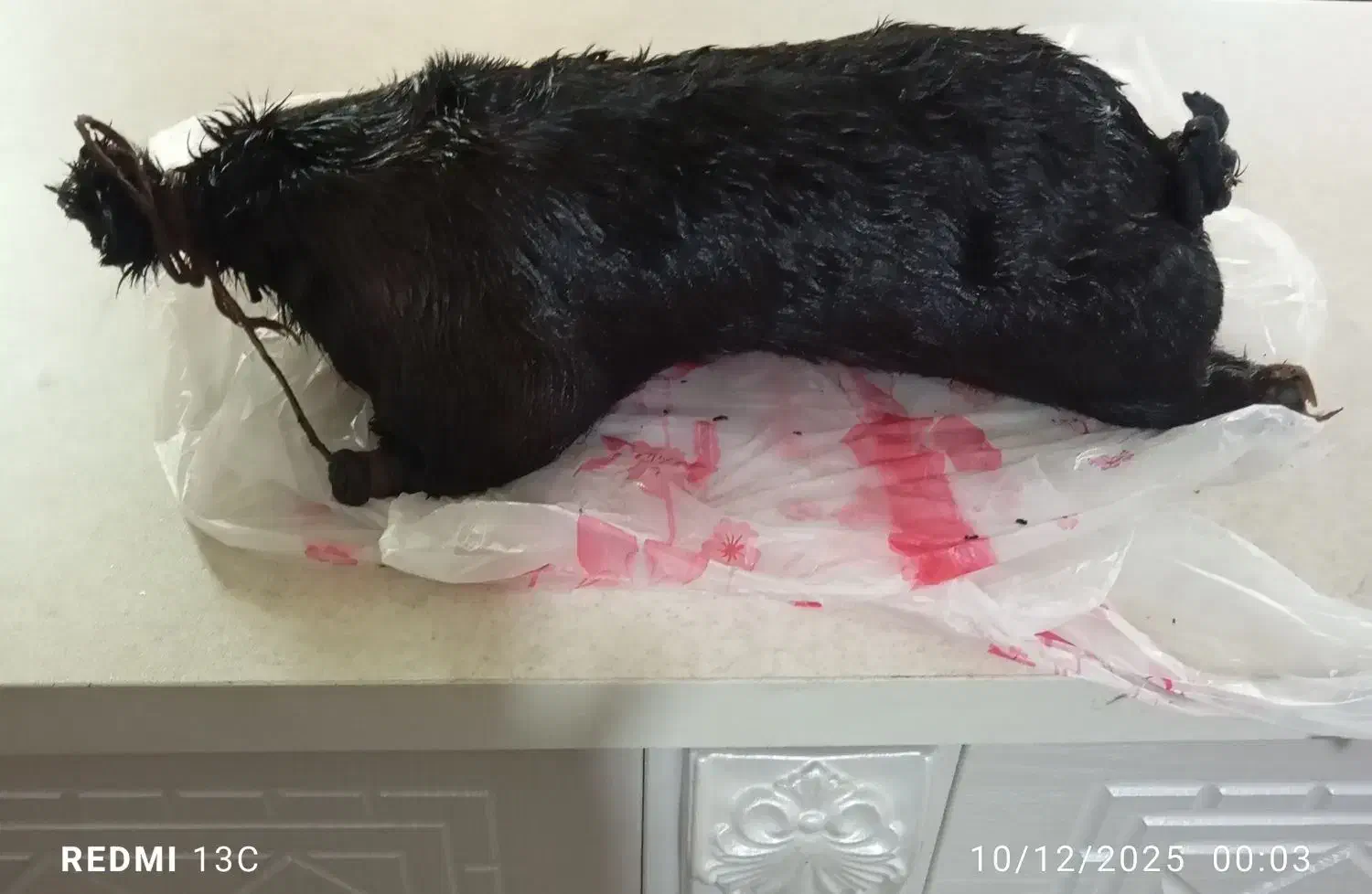 خیک روغن|ظروف نگهدارنده، پلاستیکی، یکبارمصرف|الیگودرز, |دیوار