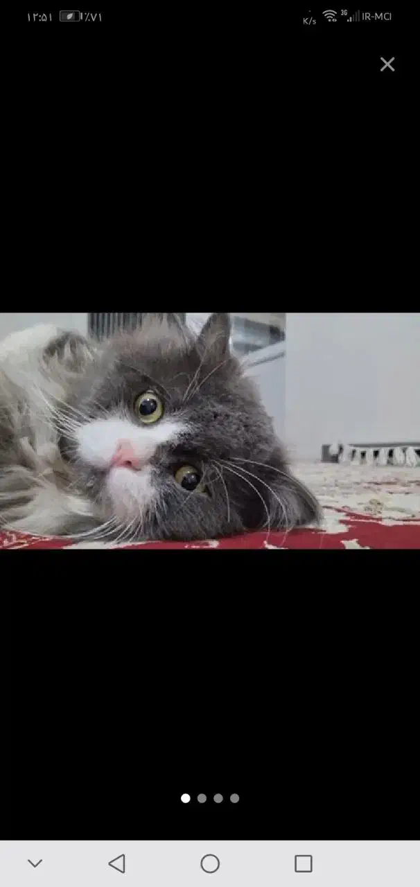 گربه بریتیش پرشین یک ساله|گربه|مهاباد (آذربایجان غربی), |دیوار