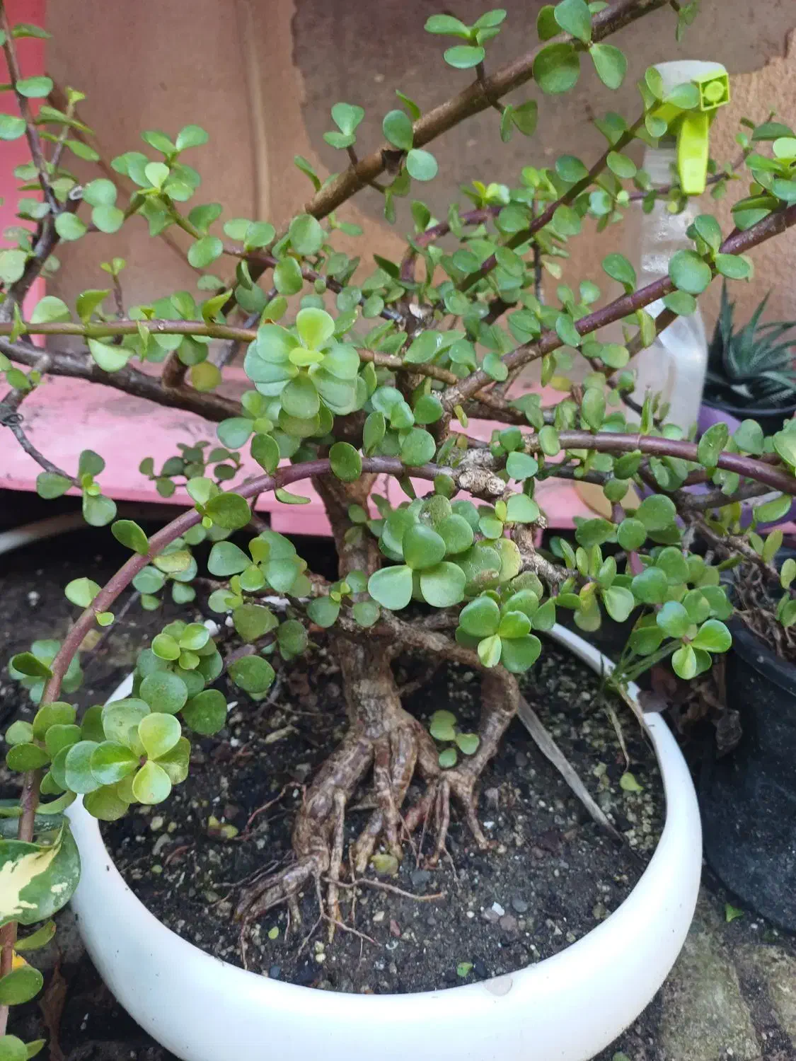 برگ انجیری|گل و گیاه طبیعی|بندر انزلی, کوی واحدی|دیوار