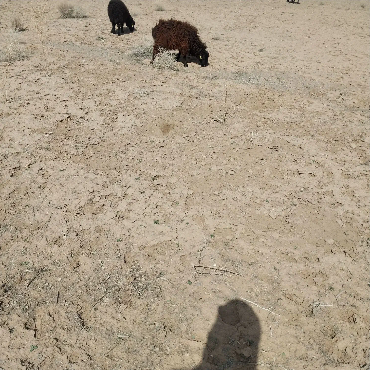 بره فروشی|حیوانات مزرعه|سربیشه, |دیوار