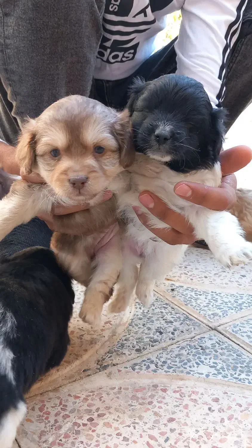 توله سگ پاکوتاه|سگ|گلپایگان, |دیوار