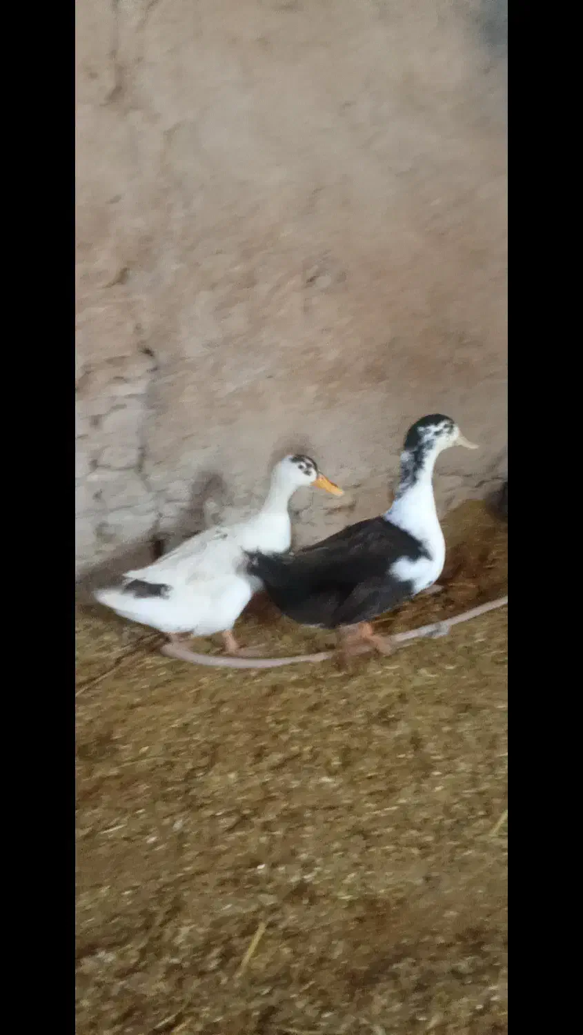 یک عدد مرغ دو عدد خروس دو عدد مرقابی سالم|حیوانات مزرعه|چاپشلو, |دیوار