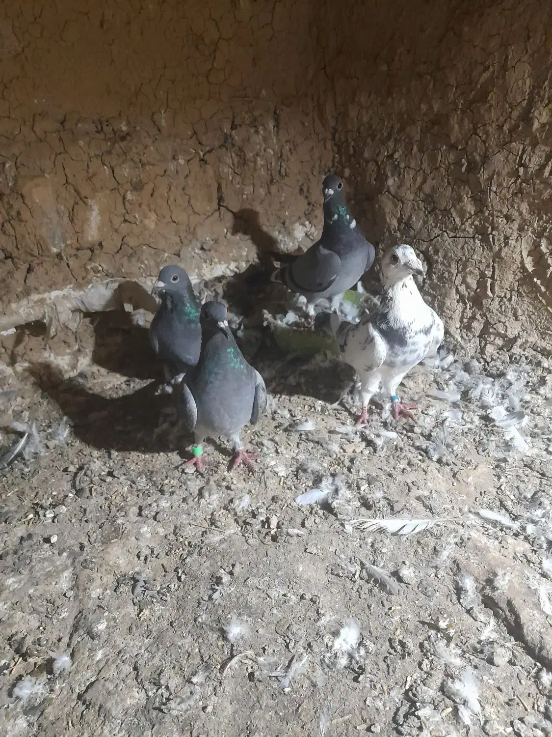 س چند جفت کبوترسالم سرمست المانی|پرنده|سورک, |دیوار