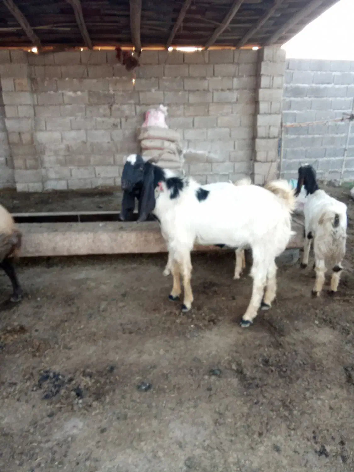 بز نر|حیوانات مزرعه|سنگدوین, |دیوار