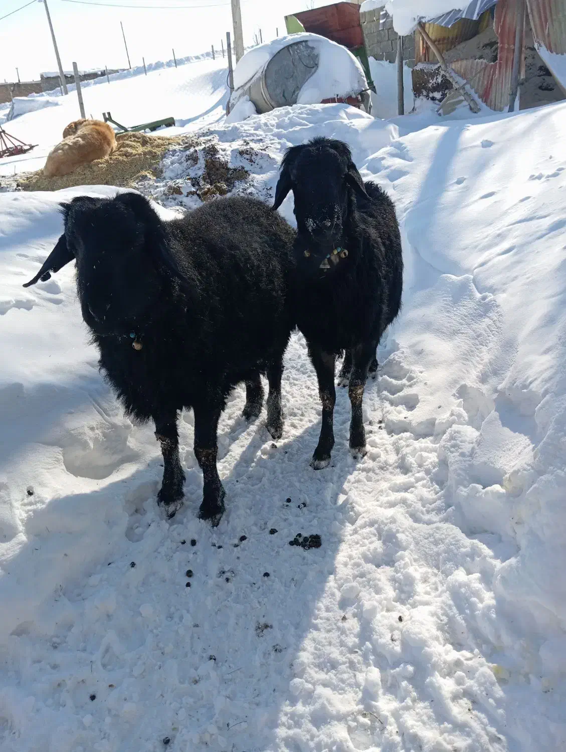 قوچ قره قزل|حیوانات مزرعه|تخت سلیمان, |دیوار