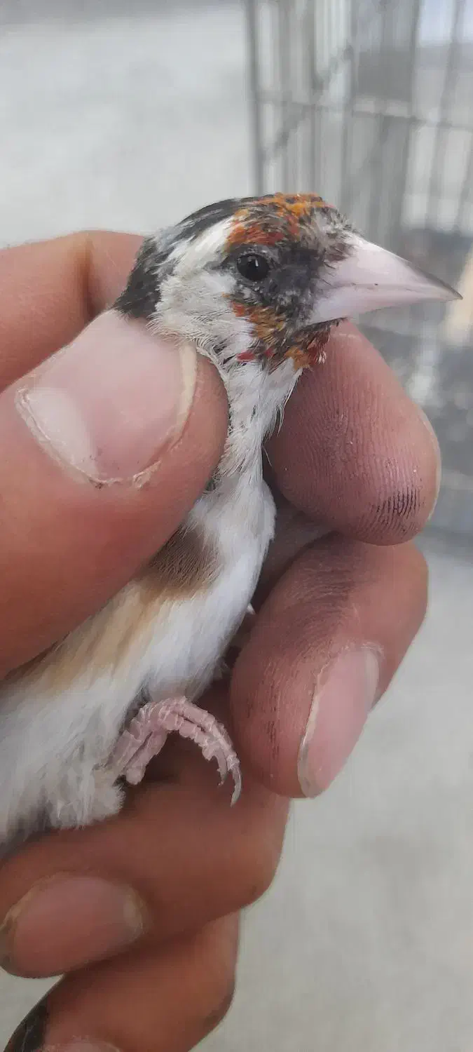 سهره ماده|پرنده|محلات, |دیوار