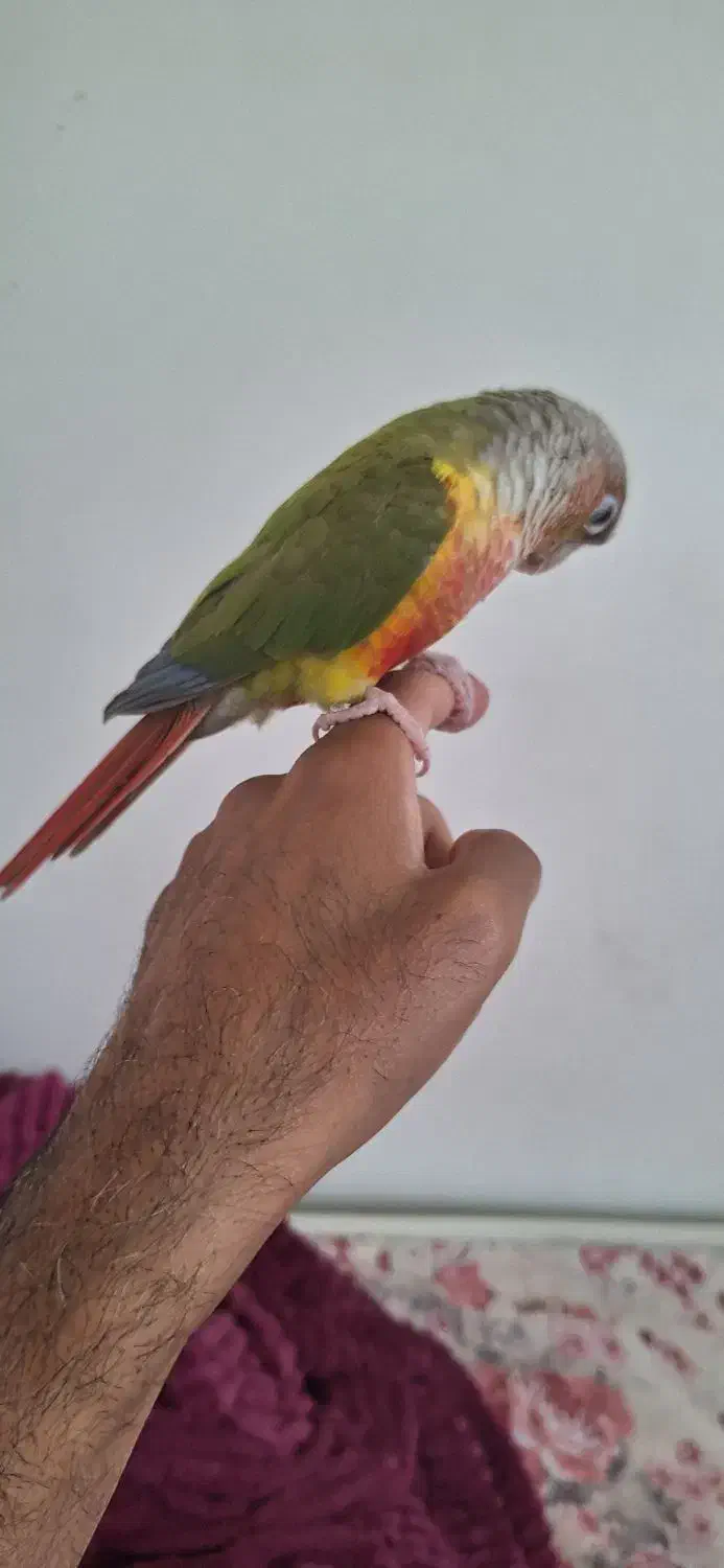 طوطی گرنچیک|پرنده|کرج, باغستان|دیوار