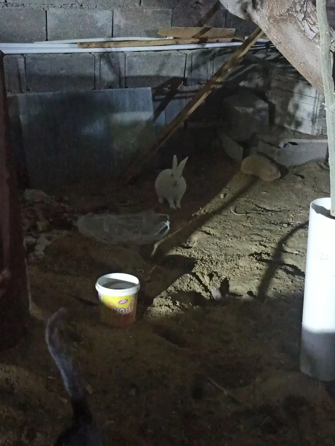 خرگوش سفید|موش و خرگوش|بندر دیر, |دیوار