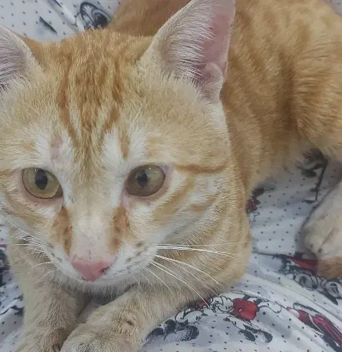 گربه گمشده|حیوانات|آبادان, |دیوار