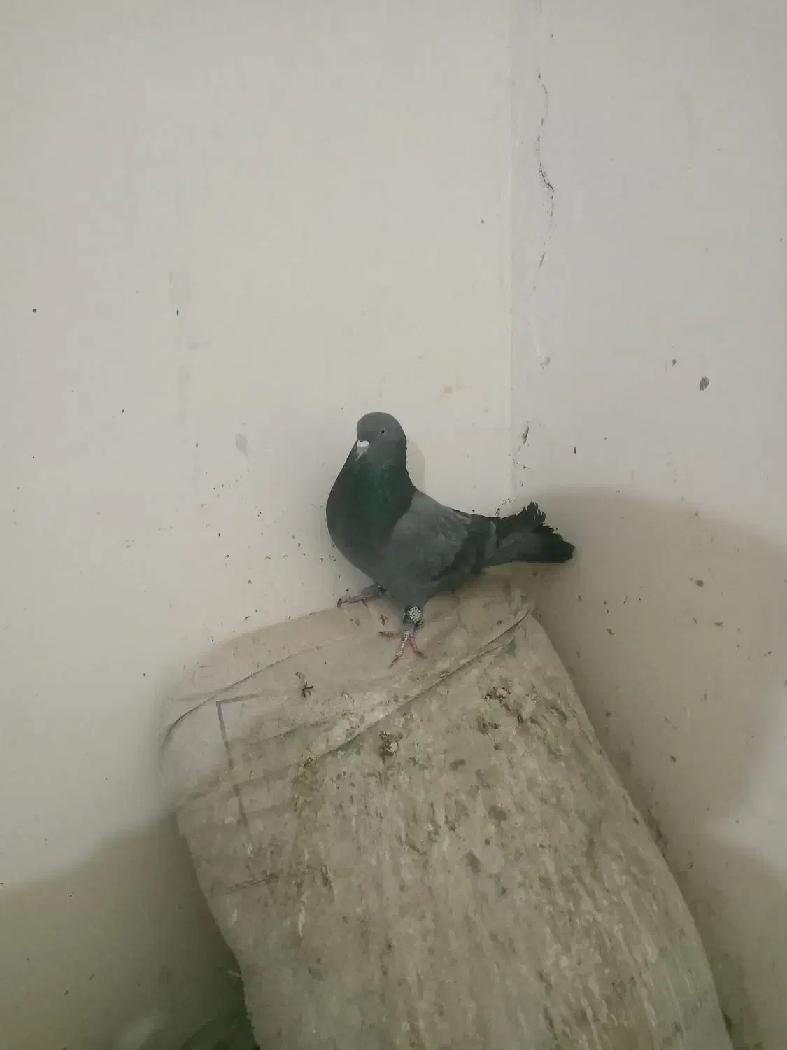 کبوتر|پرنده|جونقان, |دیوار