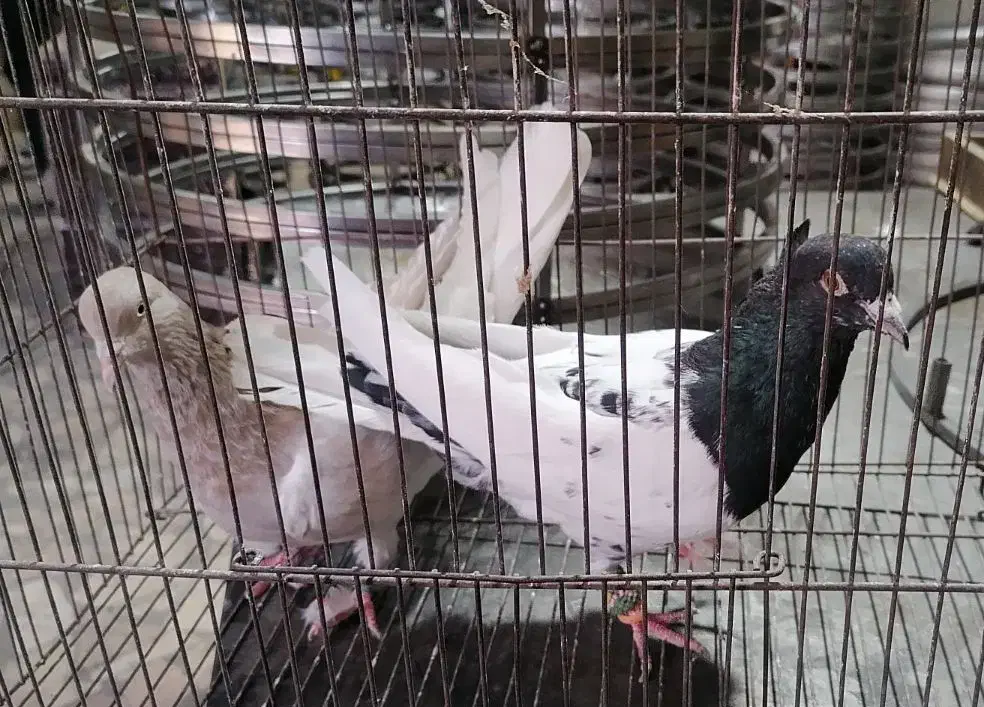 یک جفت کله|حیوانات|مشهد, باغون آباد|دیوار