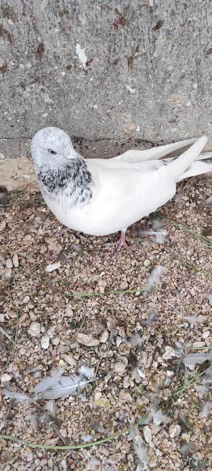 کبوتر|پرنده|شیراز, گلستان|دیوار