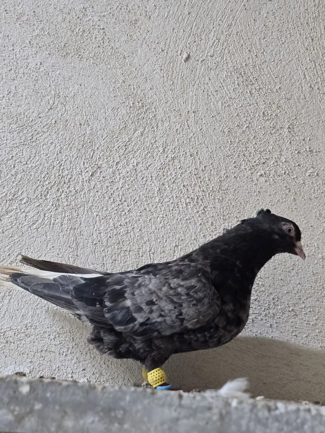 کبوتر|پرنده|مشهد, فریزی|دیوار