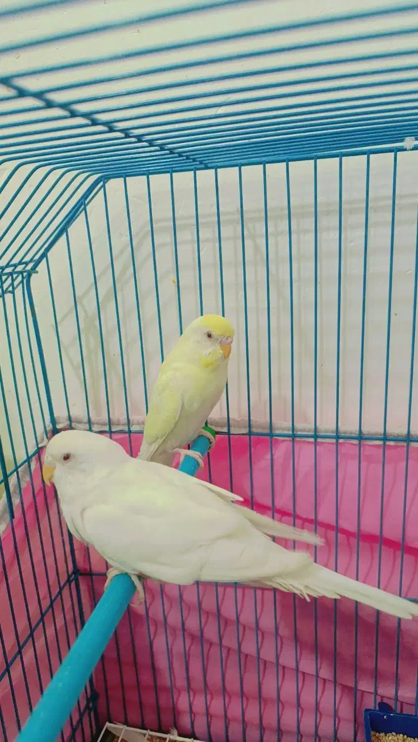 مرغ عشق|پرنده|آبادان, |دیوار