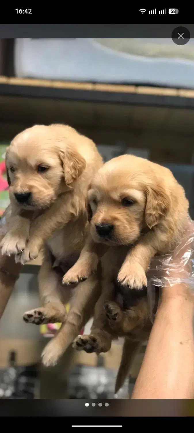 توله گلدن و آلابای|سگ|فردیس, قریشی|دیوار