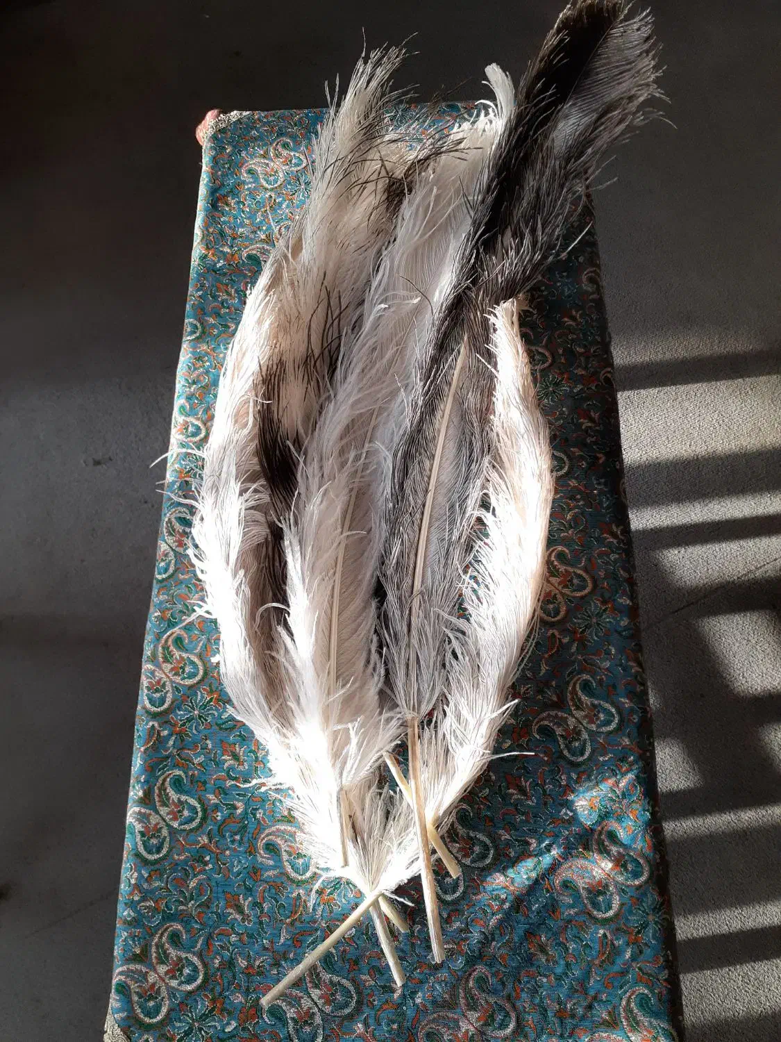 پر طبیعی شترمرغ جهت نظافت سنتور|سازهای سنتی|شیراز, قدوسی شرقی|دیوار