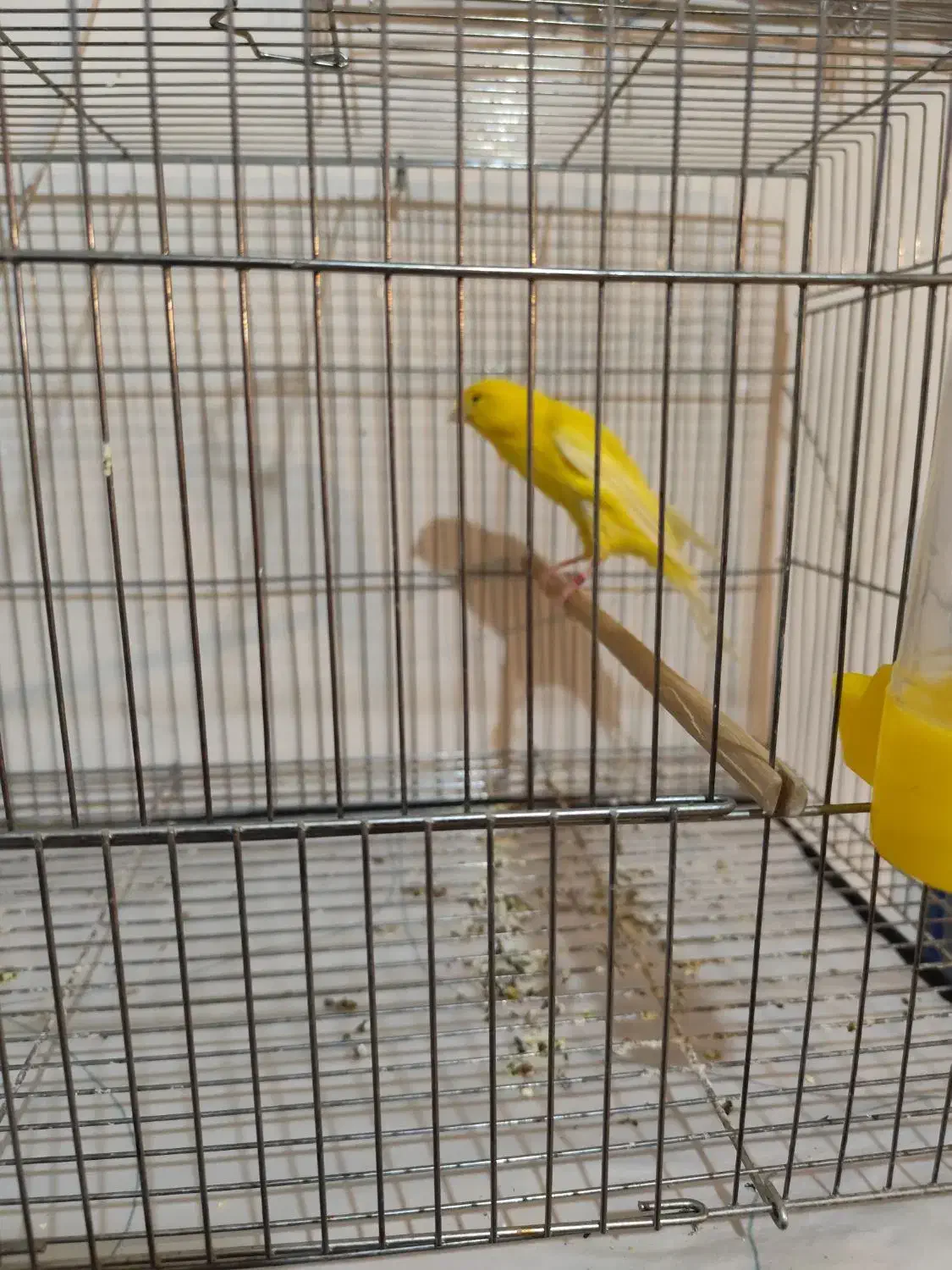 قناری نر|پرنده|درگزین, |دیوار